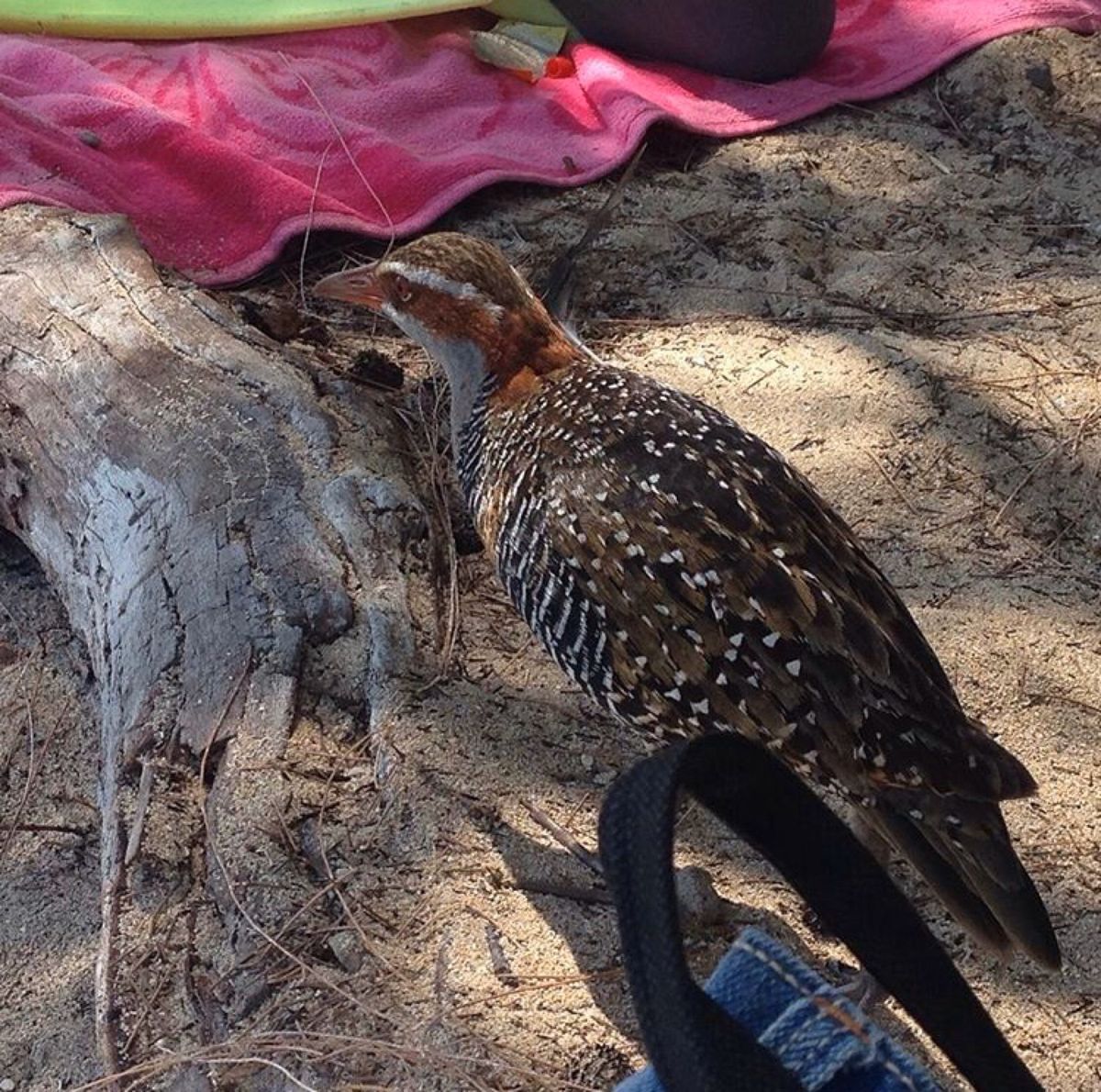 ずっとビーサンで過ごせる幸せ