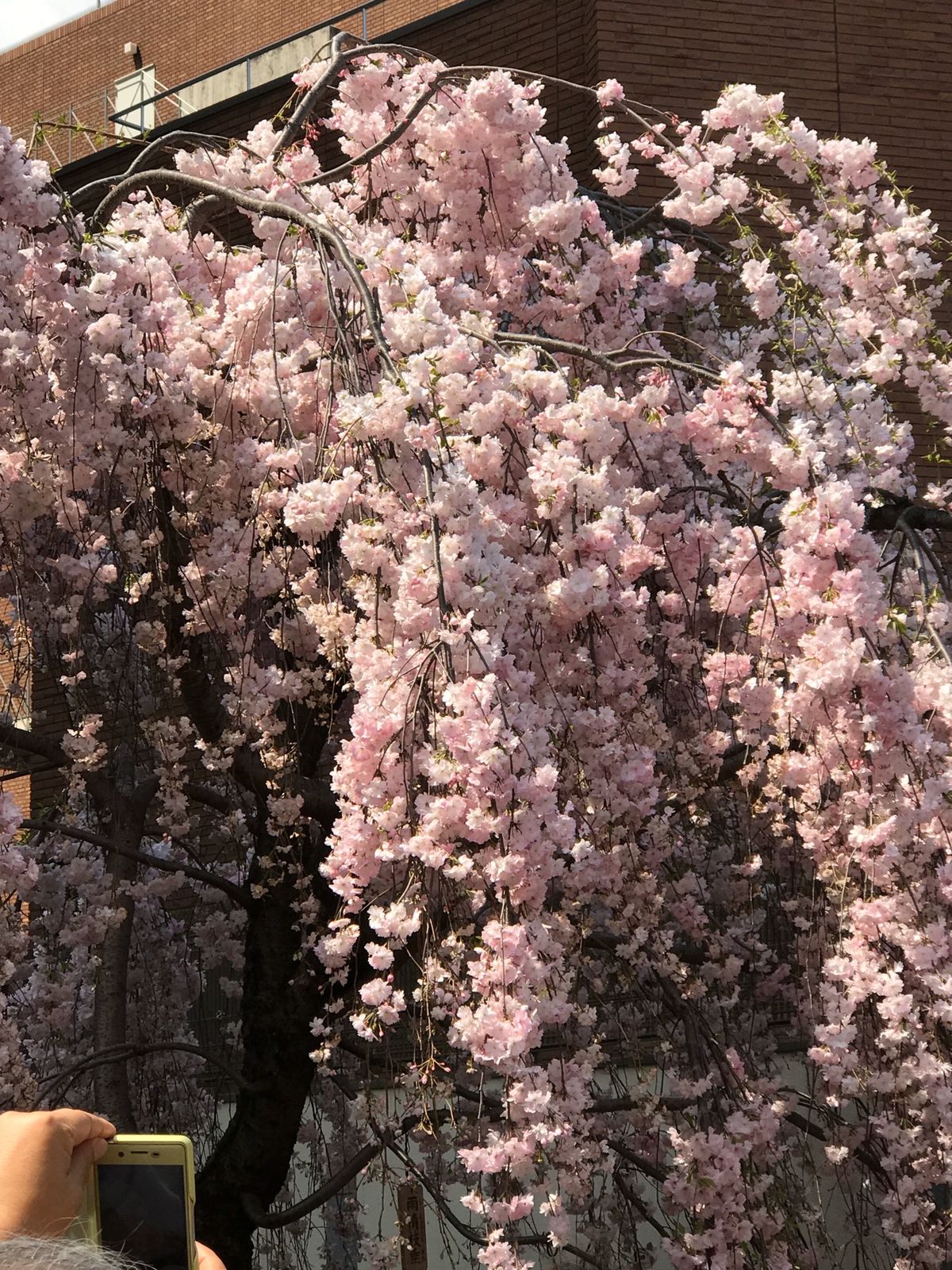 造幣局の桜🌸②