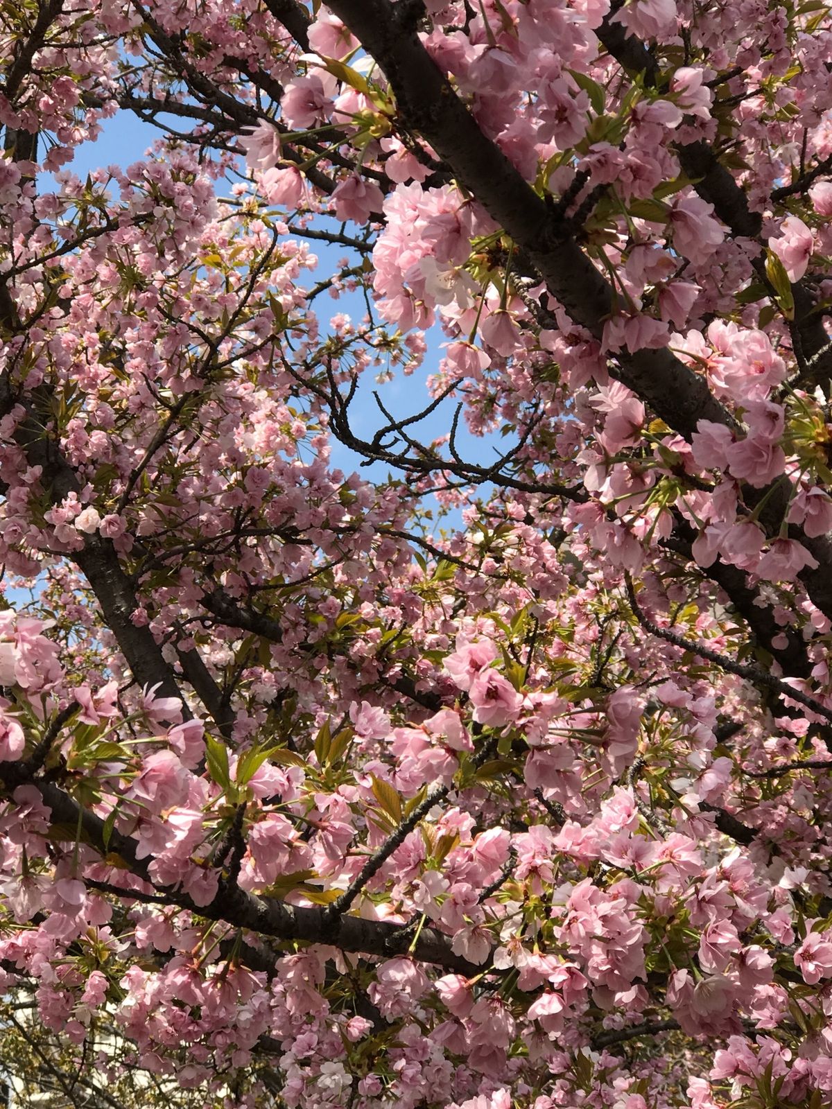 造幣局の桜🌸①