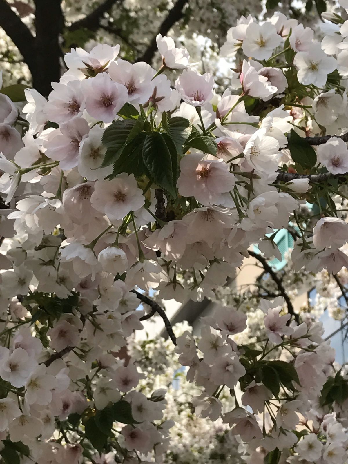 造幣局の桜🌸②