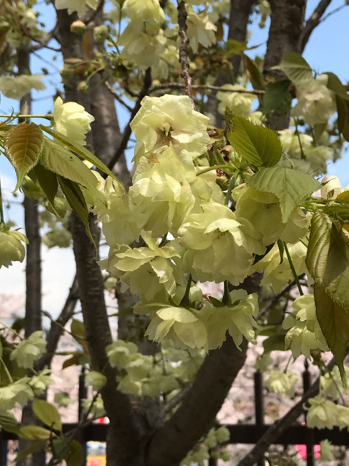 造幣局の桜🌸③
黄桜