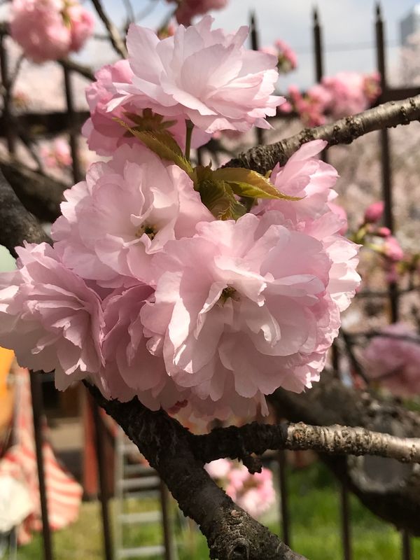 日本「造幣局桜の通り抜け」の写真：造幣局の桜🌸④
