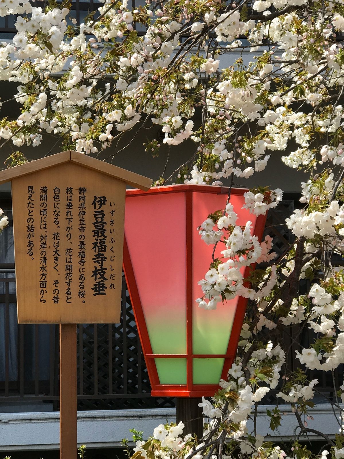 造幣局の桜🌸②