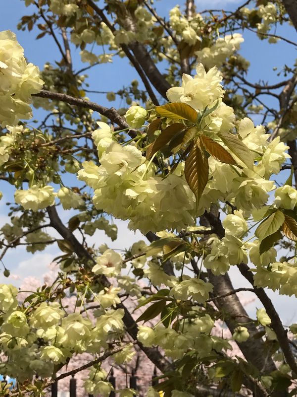日本「造幣局桜の通り抜け」の写真：造幣局の桜🌸③
黄桜