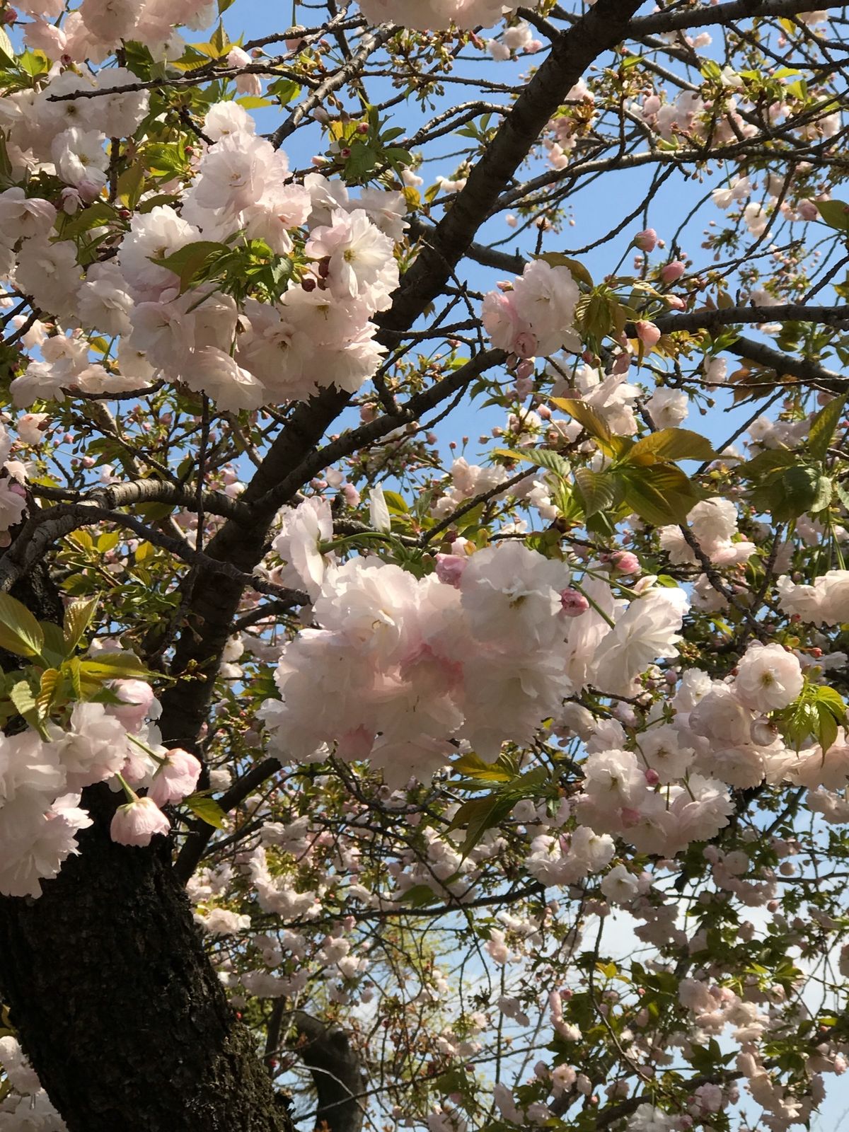 造幣局の桜🌸①