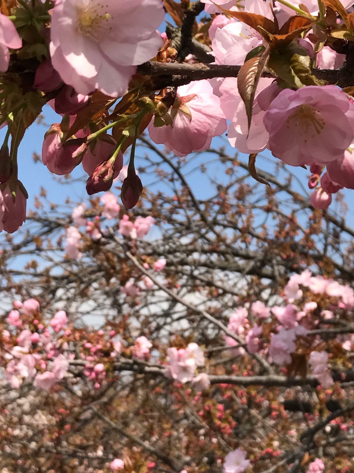 造幣局の桜🌸①