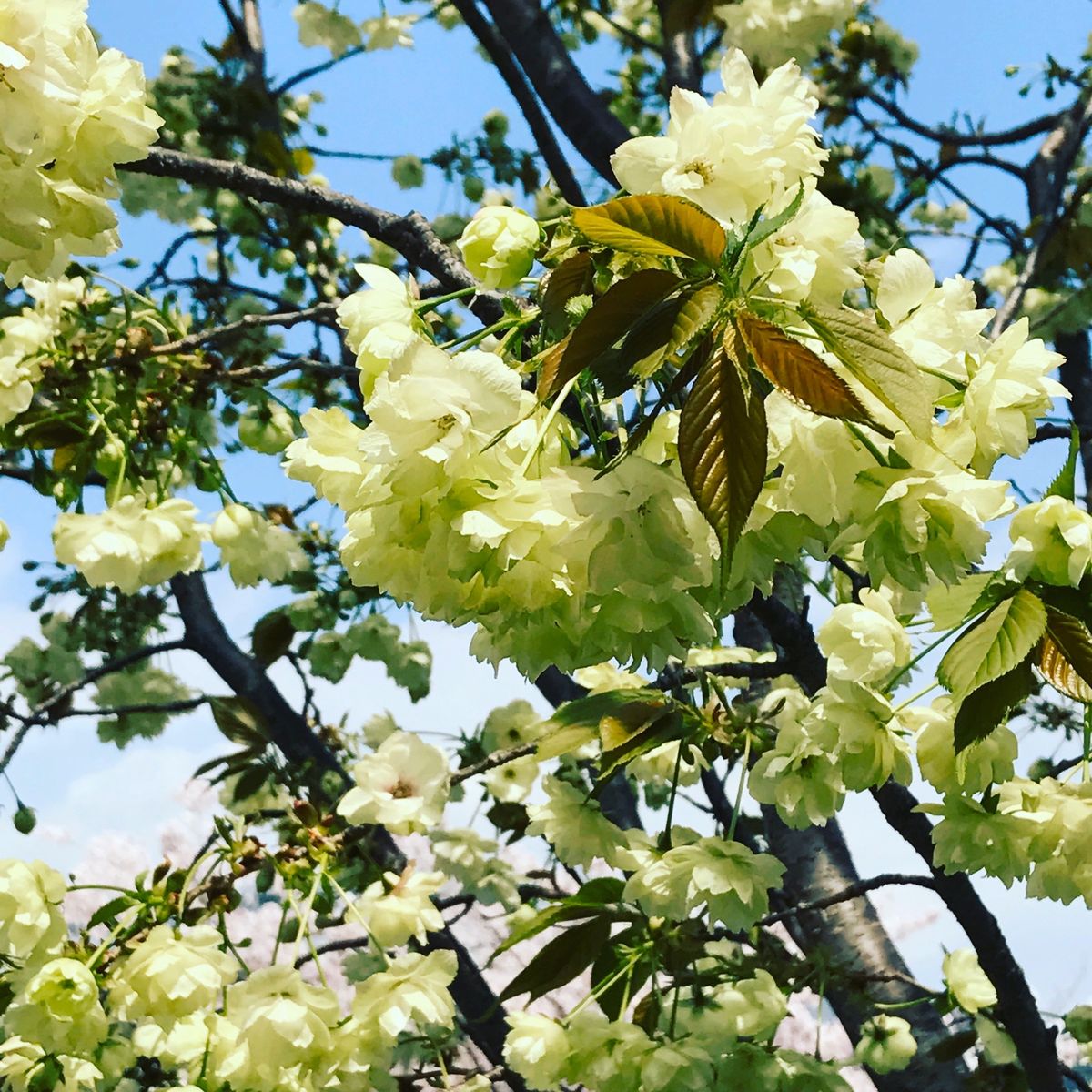 造幣局の桜🌸③
黄桜
