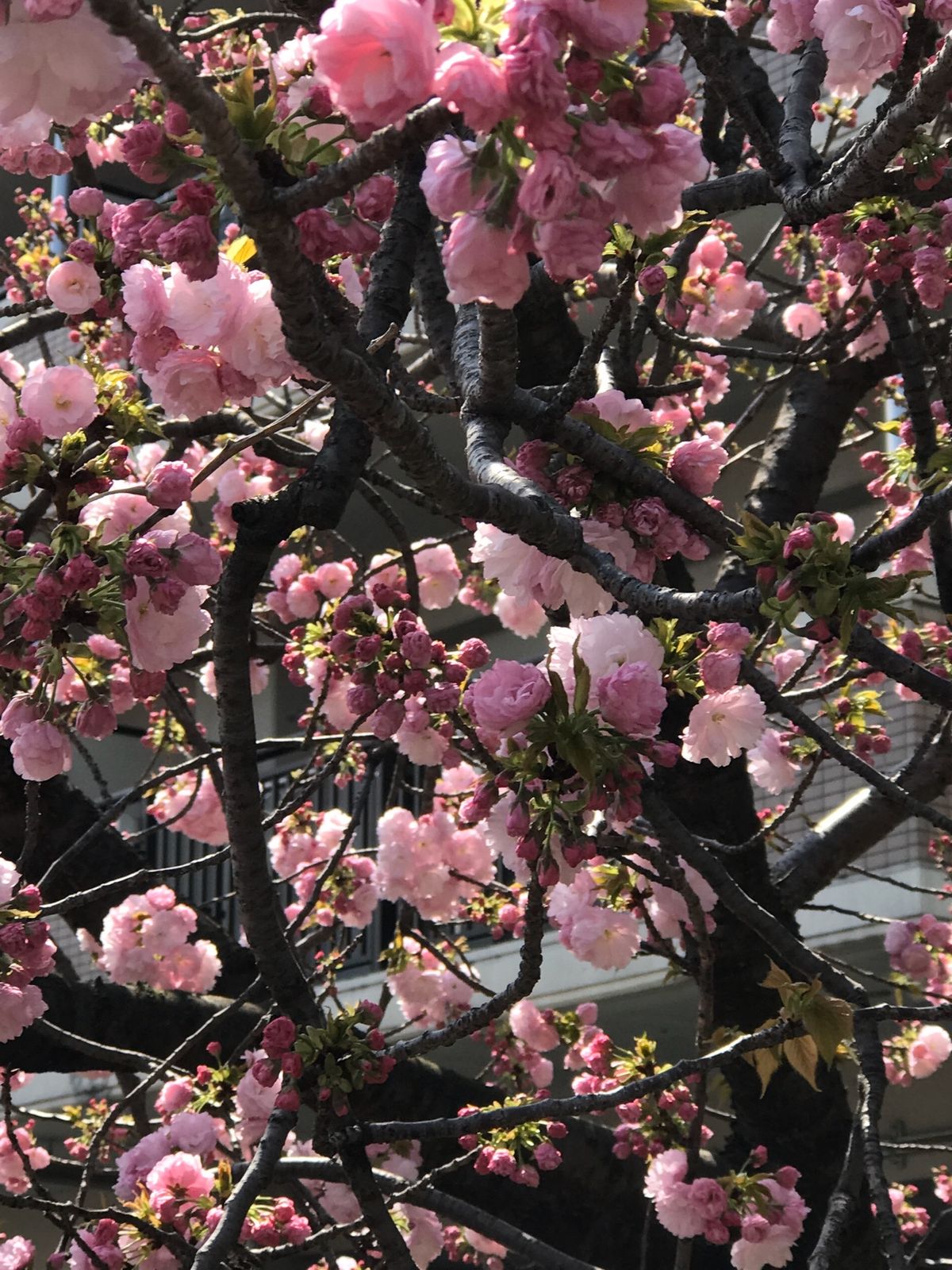造幣局の桜🌸②
