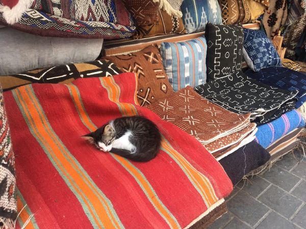 モロッコ「サラーム！Morocco」の写真：モロッコで出会った動物たち。
どこにでも...