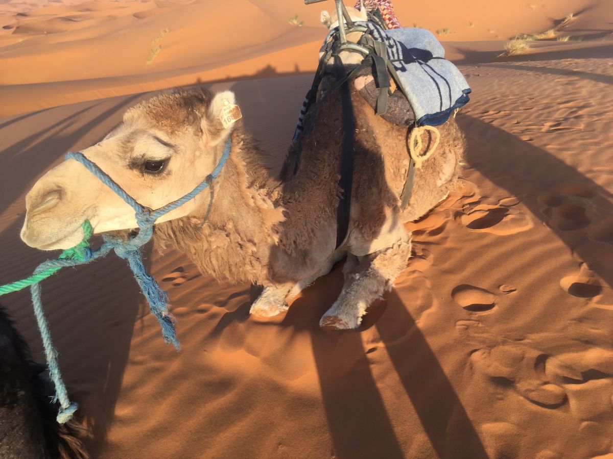メルズーガ。サハラ砂漠でテント泊。かなり久しぶりにラクダにのってお尻が痛く...