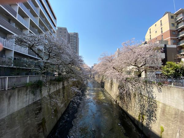 日本・神田川「令和の花見🌸」の写真