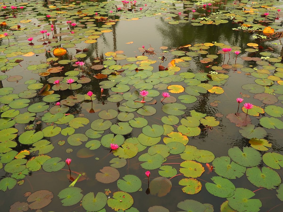 夜明けと共に始まる托鉢
托鉢のあとはホテルの川べりのテラスで朝ごはん🍽