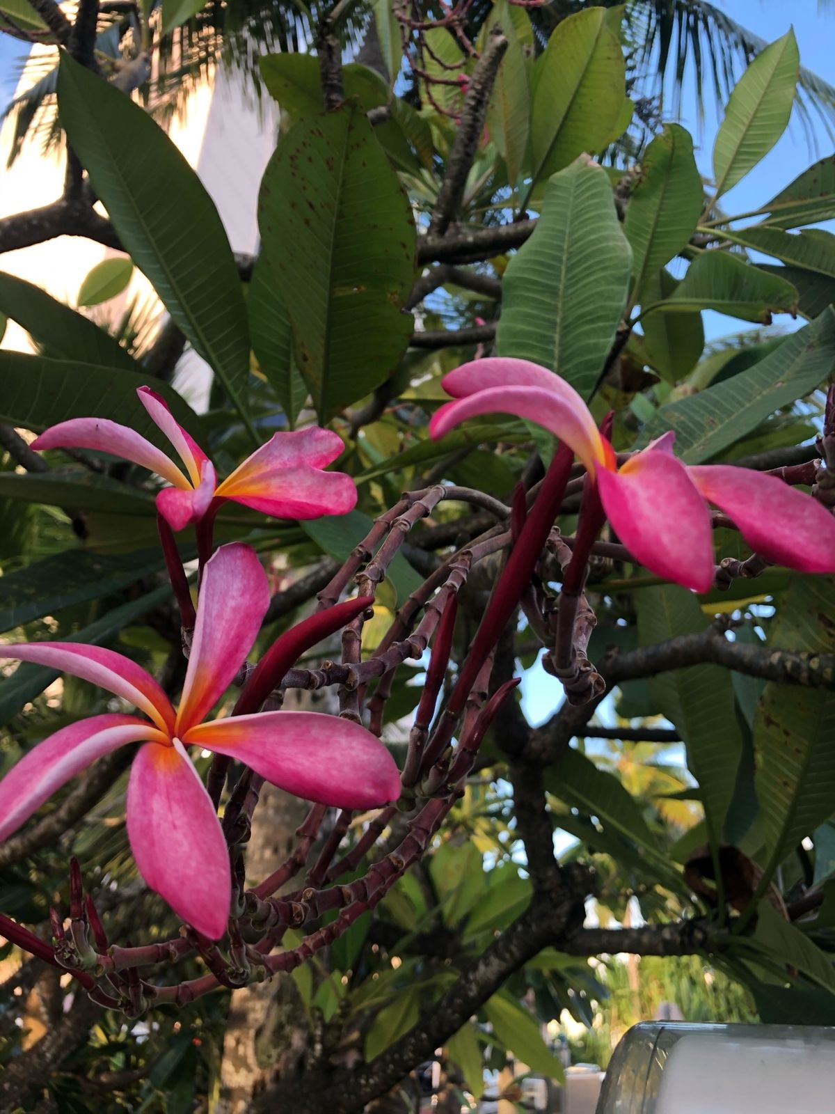 モーニングヨガしたり、アトランティスサブマンに乗船して海底探検！　台風にヒ...