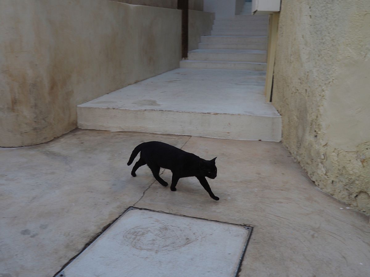 旧市街は、路地の間からミナレットが見えたり、可愛い子猫が擦り寄ってきたり、...