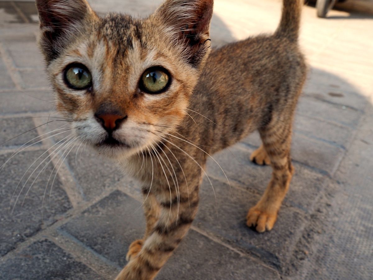 旧市街は、路地の間からミナレットが見えたり、可愛い子猫が擦り寄ってきたり、...