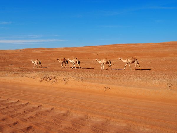 オマーン・マスカット「オマーン　砂漠と岩山をレンタカーで駆ける」の写真：ワヒバ砂漠にはテント式のホテルが点在
大...