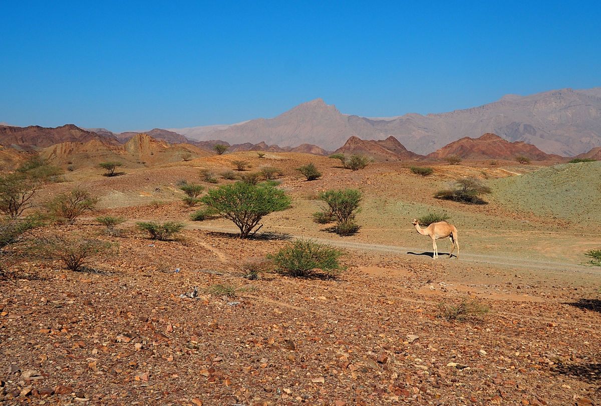 アラビア海の風を受けながら沿岸を爽快にドライブ
所々灯台のように砦が残され...