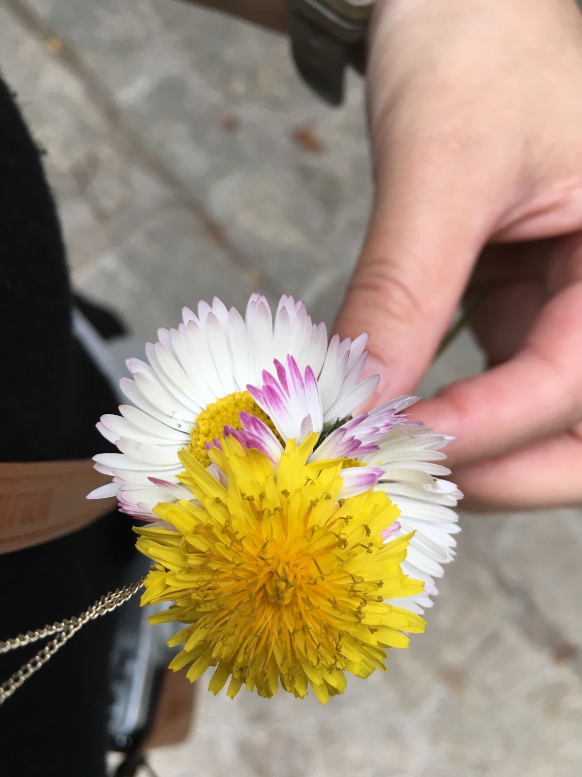 見ず知らずの外人さんにお花貰いました💐