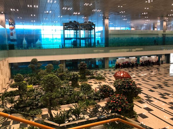 シンガポール「シンガポール🇸🇬」の写真：チャンギ国際空港🛩
ボタニカルな空港でと...