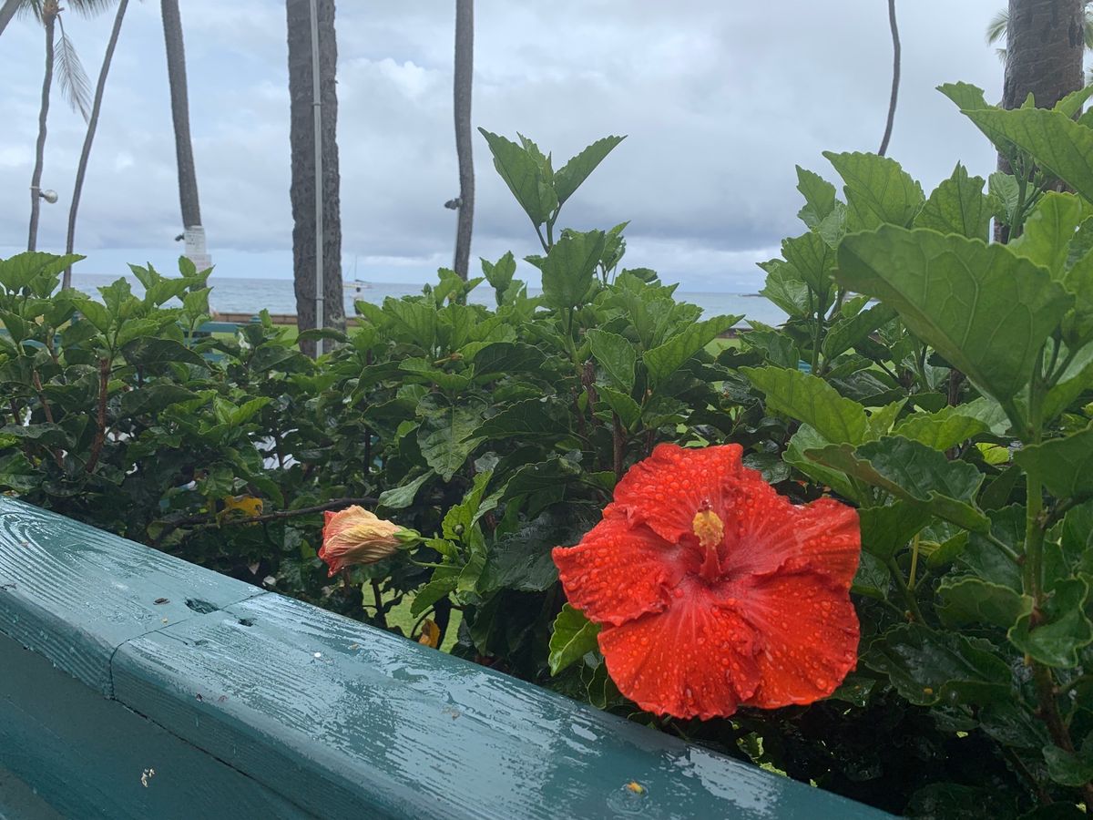 ハワイ島へ到着
この日の天気は雨☔️
