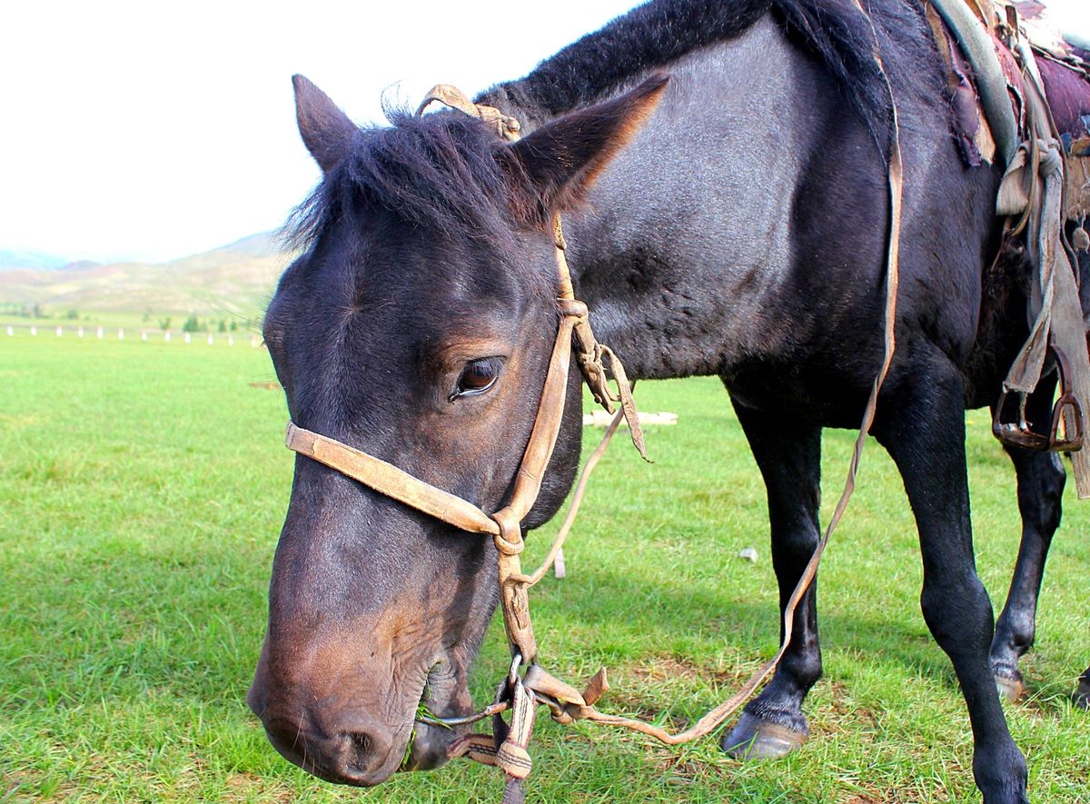動物たちはみな可愛いですが、ヒツジの赤ちゃんの可愛さは圧倒的です🐑
オルホ...