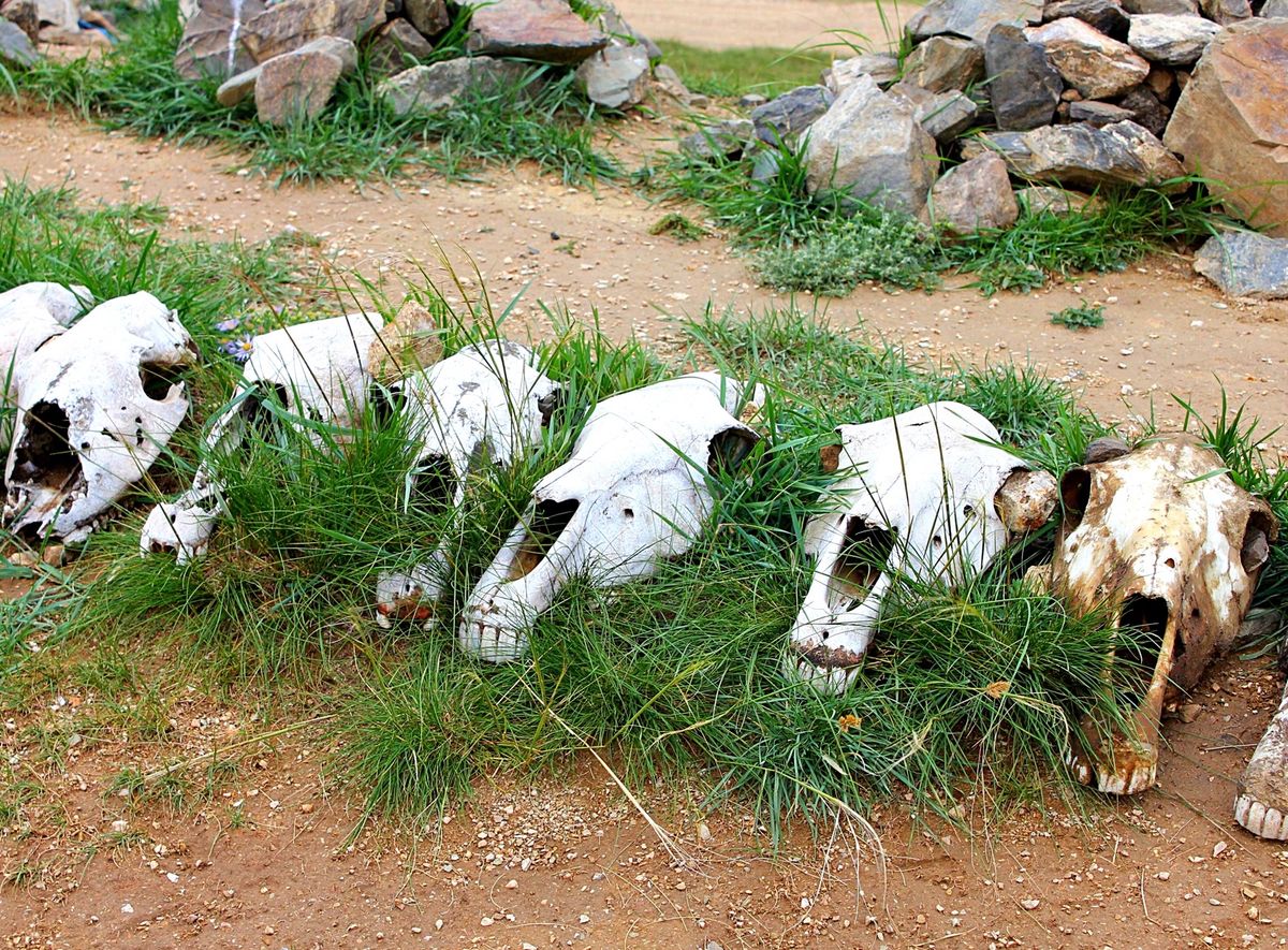 かつての都だったカラコルム遺跡には寂しさが漂っていますが、寺院や城跡が残っ...