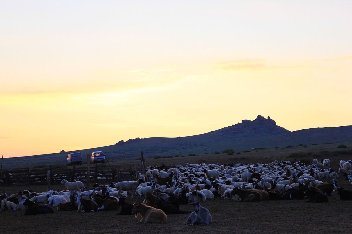 モンゴルのラクダたちは穏やかな表情で、旅人たちを受け入れてくれます🐪
遊牧...