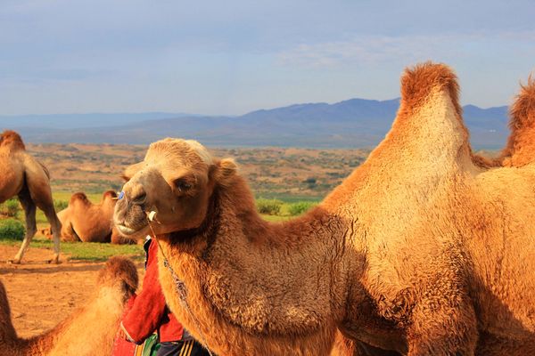 モンゴル国「モンゴル　どこまでも草原が続く旅」の写真：モンゴルのラクダたちは穏やかな表情で、旅人た...