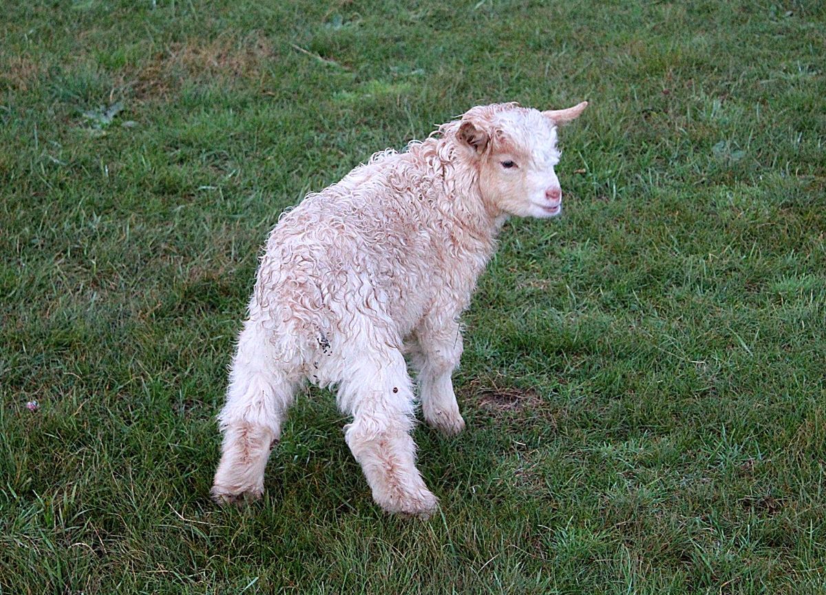 動物たちはみな可愛いですが、ヒツジの赤ちゃんの可愛さは圧倒的です🐑
オルホ...