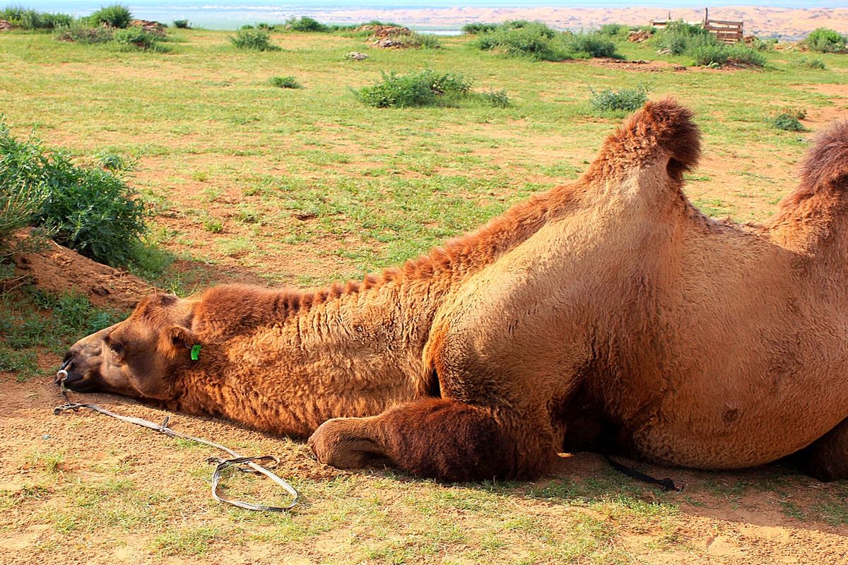 モンゴルのラクダたちは穏やかな表情で、旅人たちを受け入れてくれます🐪
遊牧...