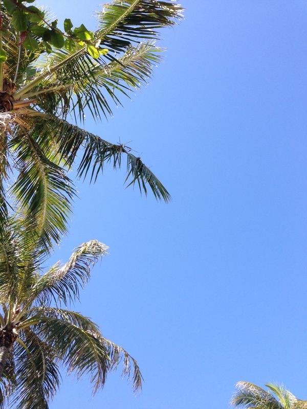 アメリカ(米国)・ハワイ「2013 ハワイ」の写真