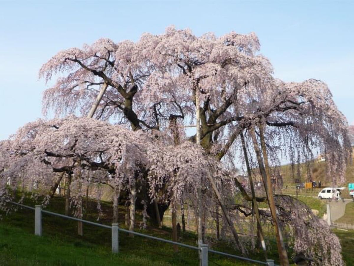 福島県三春町のしだれ桜。力強く美しい。この旅の次の年は東日本大震災が起こり...