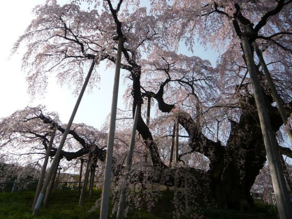 福島県三春町のしだれ桜。力強く美しい。この旅の次の年は東日本大震災が起こり...