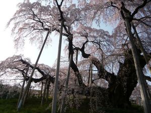 福島県三春町のしだれ桜。力強く美しい。この旅の次の年は東日本大震災が起こり...