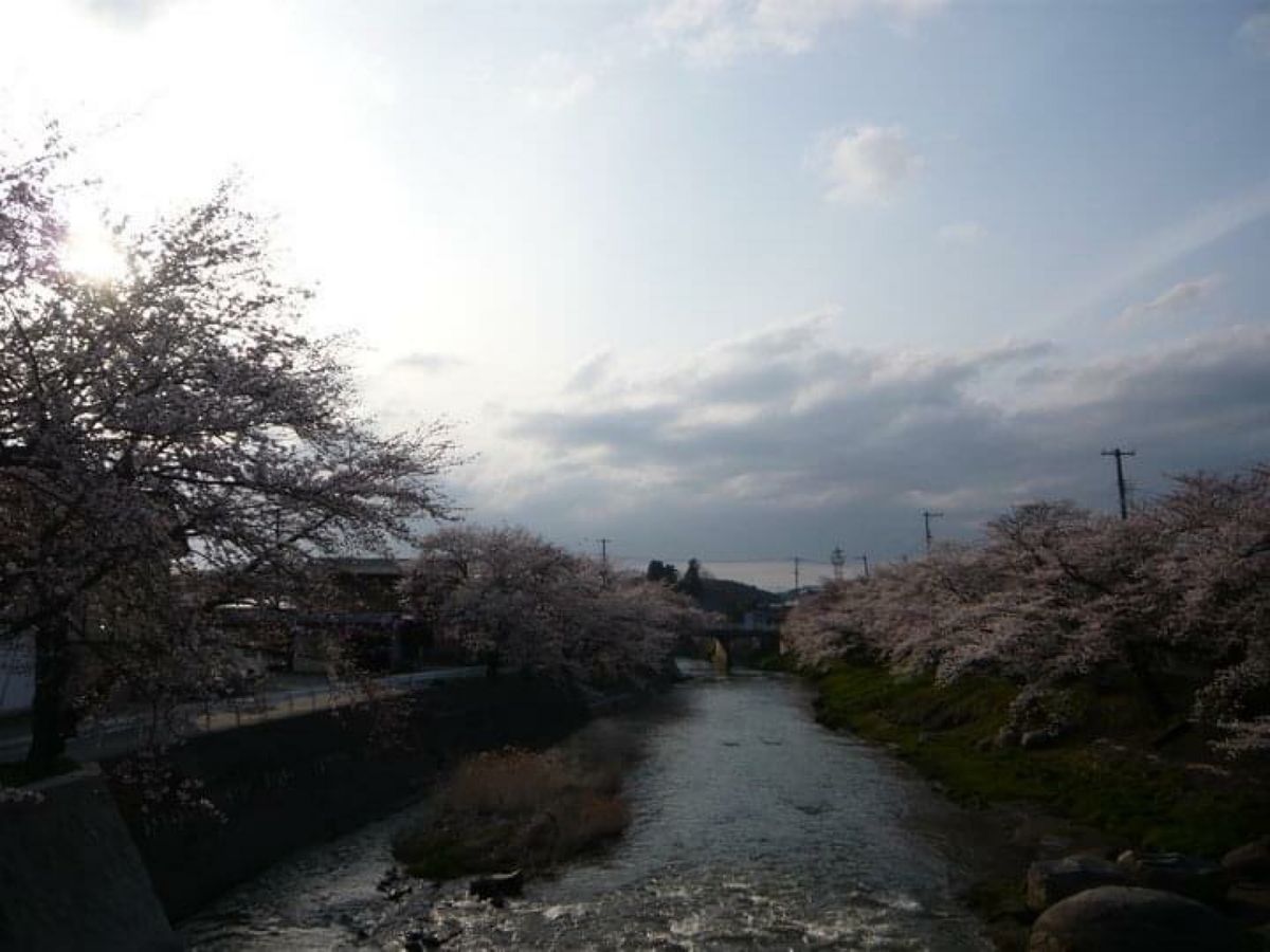 福島県三春町のしだれ桜。力強く美しい。この旅の次の年は東日本大震災が起こり...