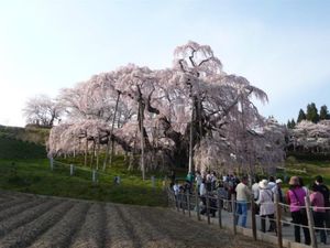 福島県三春町のしだれ桜。力強く美しい。この旅の次の年は東日本大震災が起こり...