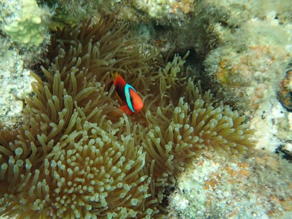 日本「沖縄(座間味島)」の写真