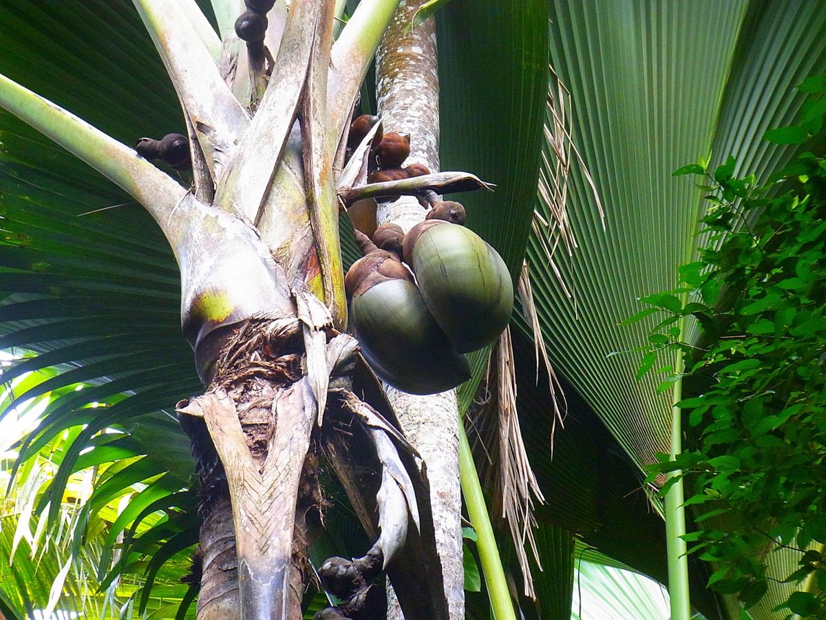 セーシェルのメインアイランドは首都ヴィクトリアのあるマヘ島
世界最大の種子...