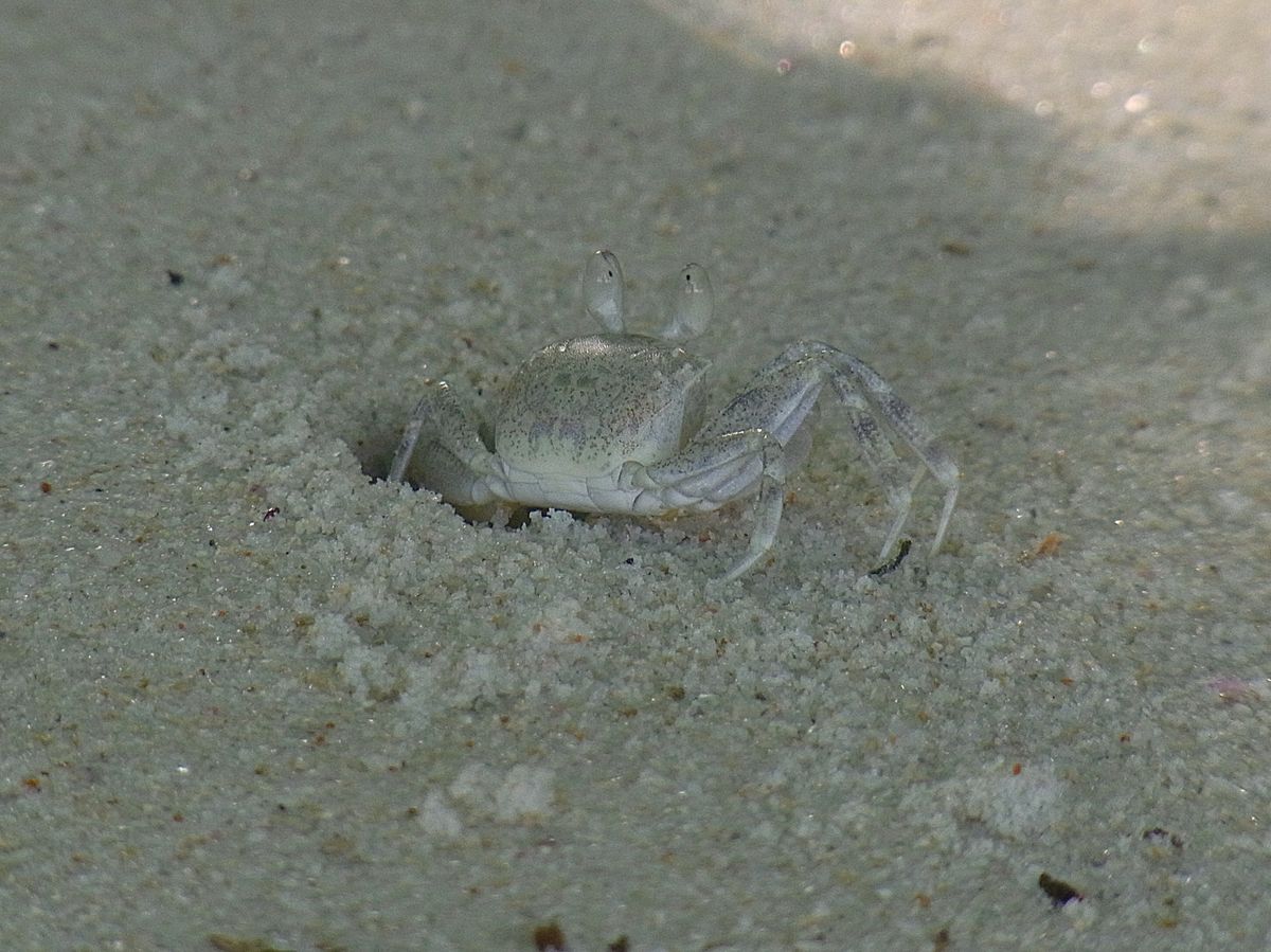 セーシェルのメインアイランドは首都ヴィクトリアのあるマヘ島
世界最大の種子...