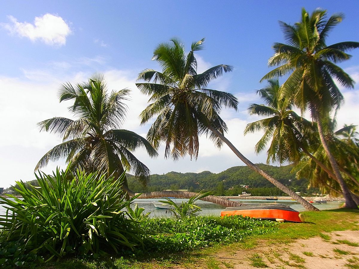 セーシェルのメインアイランドは首都ヴィクトリアのあるマヘ島
世界最大の種子...