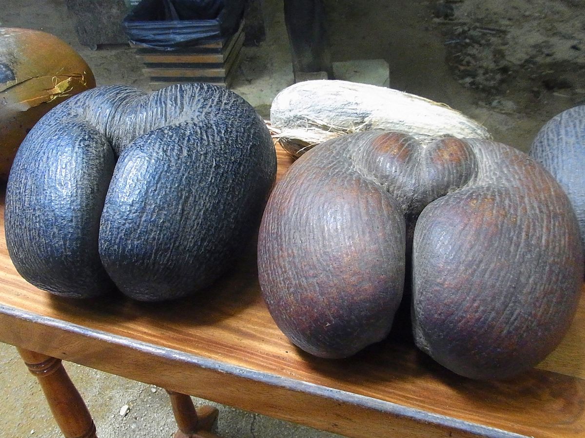 セーシェルのメインアイランドは首都ヴィクトリアのあるマヘ島
世界最大の種子...