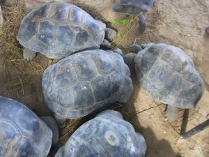 セーシェルのメインアイランドは首都ヴィクトリアのあるマヘ島
世界最大の種子...