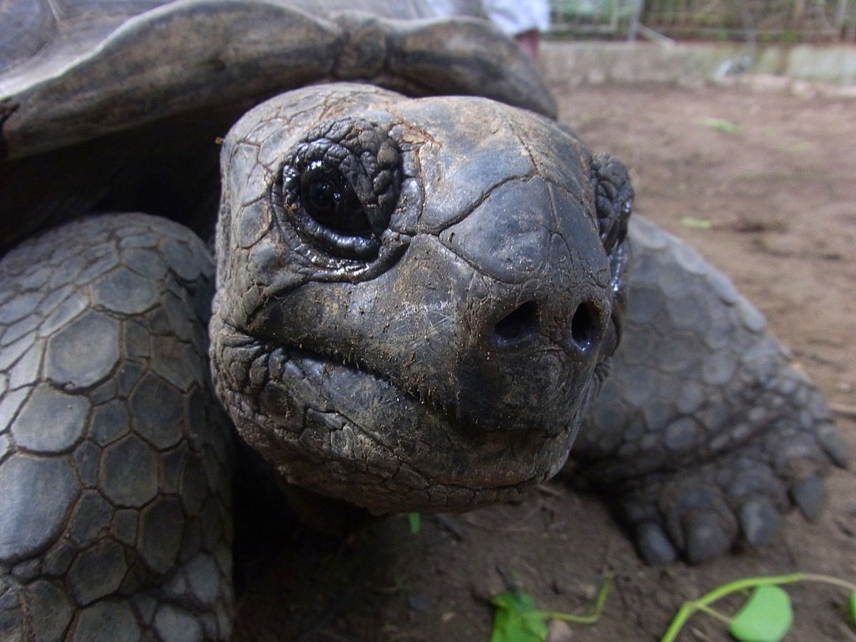 セーシェルのメインアイランドは首都ヴィクトリアのあるマヘ島
世界最大の種子...