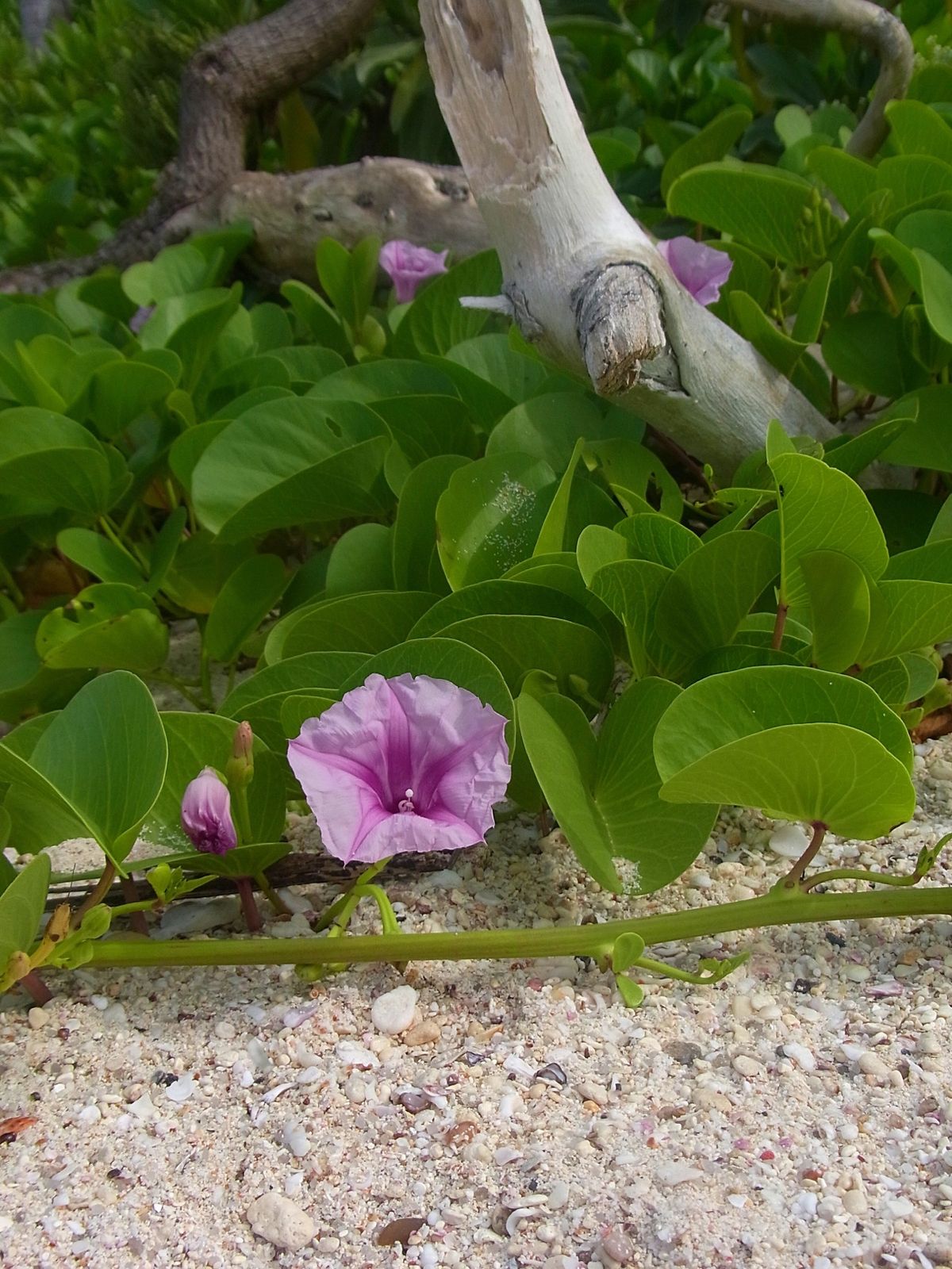 セーシェルのメインアイランドは首都ヴィクトリアのあるマヘ島
世界最大の種子...