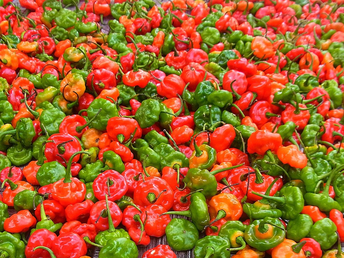 セーシェルのメインアイランドは首都ヴィクトリアのあるマヘ島
世界最大の種子...