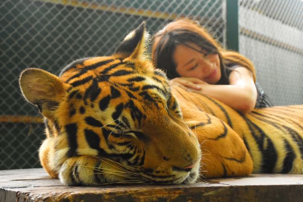 タイ「🇹🇭プーケット🐯」の写真