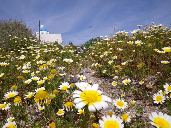 ギリシャ・サントリーニ島「ギリシャ／サントリーニ」の写真