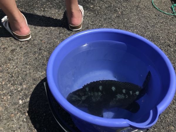 日本「淡路島」の写真
