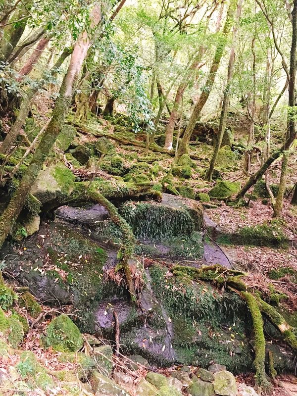 日本・屋久島　「屋久島トレッキング⛰」の写真