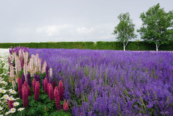 日本・北海道「北海道」の写真